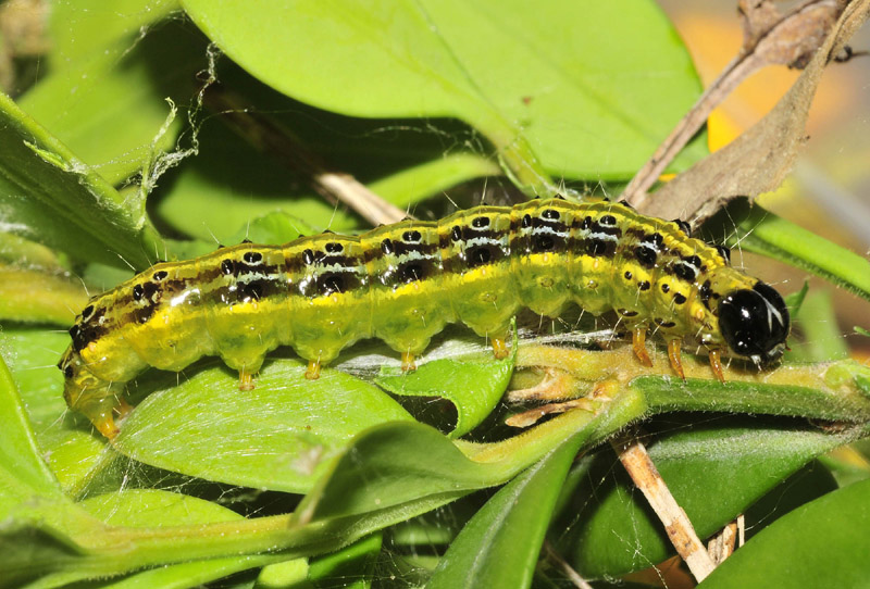 Cydalima perspectalis - Piralide del bosso  (Crambidae)